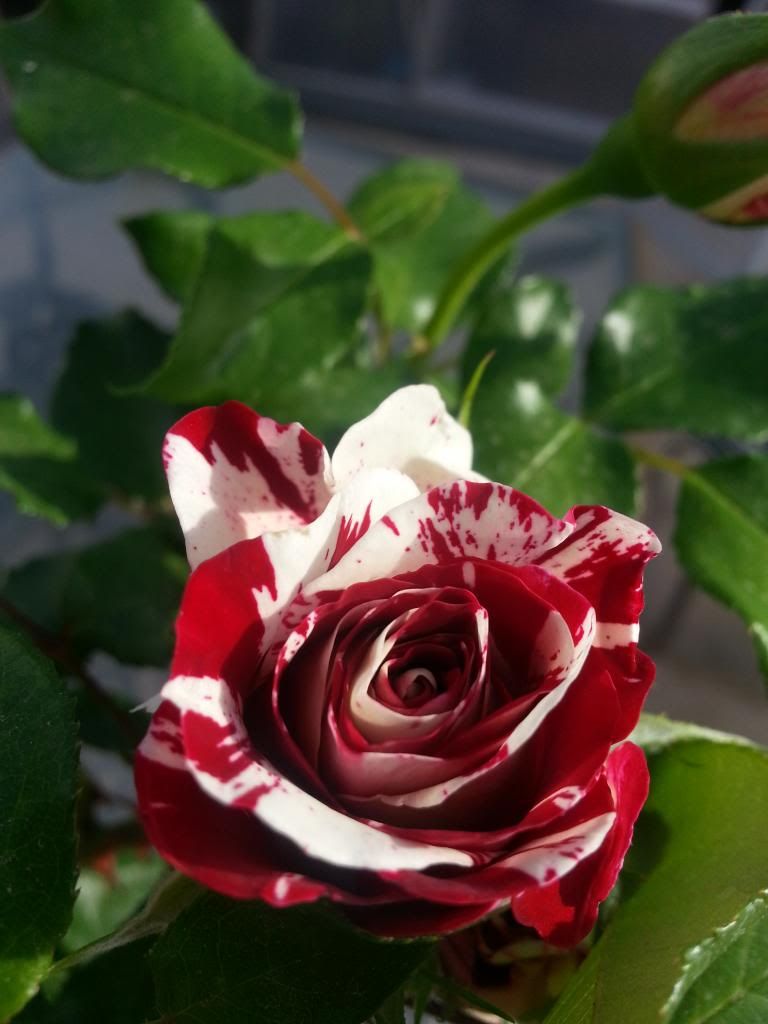 photo 20140408_164907_zps444f36ea.jpg